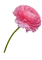 kukka, fleur, flower - ingyenes png animált GIF