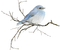 winter bird Bb2 - png gratuito GIF animata