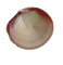 Shells katrin - ilmainen png animoitu GIF