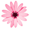 Tube Scrap-Décoration fleur - png gratis GIF animasi