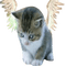 angel kitty - png gratuito GIF animata