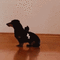 animal - Bezmaksas animēts GIF animēts GIF