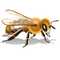 abelhas-l - nemokama png animuotas GIF