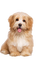Chien Beige:) - 免费PNG 动画 GIF
