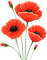 poppies - png gratis GIF animado