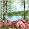animated trees pink flowers background - Gratis geanimeerde GIF geanimeerde GIF
