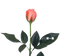utena rose pink - безплатен png анимиран GIF