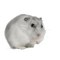 hamster4 - GIF animé gratuit