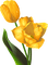 Frühling, Blumen - besplatni png animirani GIF