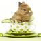 gala animals rabbit - δωρεάν png κινούμενο GIF