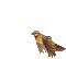oiseau - Bezmaksas animēts GIF animēts GIF
