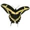 Butterfly - darmowe png animowany gif