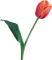 tulipe flower spring tulipes fleur printemps - PNG gratuit GIF animé