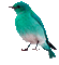 bird-oiseau couleur-summer-spring - Free animated GIF Animated GIF