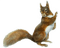 Squirrel, Eichhörnchen - png ฟรี GIF แบบเคลื่อนไหว