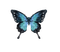 ✶ Butterfly {by Merishy} ✶ - gratis png geanimeerde GIF
