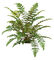 plants katrin - png gratuito GIF animata