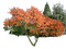 Nature - безплатен png анимиран GIF