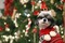 Christmas animals bp - png gratuito GIF animata