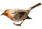 Kaz_Creations Birds Bird - Darmowy animowany GIF animowany gif