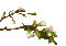 Blossom Spring Branch - Бесплатный анимированный гифка анимированный гифка