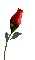 Flowers red rose bp - Бесплатный анимированный гифка анимированный гифка
