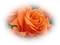 Kaz_Creations Flowers-Fleurs - png gratis GIF animasi