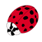 coccinelle - Free PNG Animated GIF