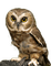 Eule, Owl, - besplatni png animirani GIF