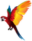 parrot bird
