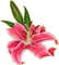 MMarcia gif flores fleurs  flowers lírio - Бесплатный анимированный гифка анимированный гифка