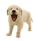 Kaz_Creations Dog Pup - gratis png geanimeerde GIF