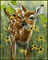 deer - Free animated GIF Animated GIF