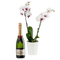 storczyk/szampan - zadarmo png animovaný GIF