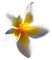Flower in the Sun - gratis png animeret GIF