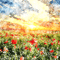 kikkapink background spring field flowers - Animovaný GIF zadarmo animovaný GIF