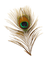 Peacock feather - png gratis GIF animasi