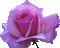 rose - Zdarma animovaný GIF animovaný GIF