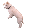 Chien.Dog.Perro.Victoriabea - Kostenlose animierte GIFs Animiertes GIF