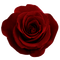 Kaz_Creations Deco Flowers Roses Flower Rose