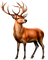deer-animal- minou52 - PNG gratuit GIF animé