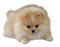 Pomeranian - Ücretsiz animasyonlu GIF