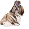 minou-dog-hund-cane - ilmainen png animoitu GIF