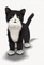 petit chat - GIF animé gratuit
