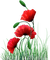 poppy - png gratis GIF animado