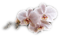 flower,fleur - png gratis GIF animasi