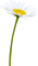 dolceluna deco daisy - Free PNG Animated GIF