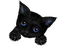 cat chat katze animal  black halloween      tube - PNG gratuit GIF animé