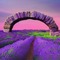 Lavender Field with Stone Arch - PNG gratuit GIF animé