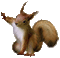Squirrel bp - Бесплатный анимированный гифка анимированный гифка